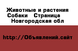 Животные и растения Собаки - Страница 2 . Новгородская обл.